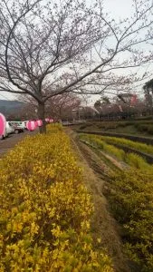 AFS Schüleraustausch Blog Eine Woche Japan