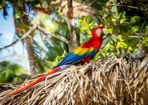 CRC-CS-macaw-in-costa-rica