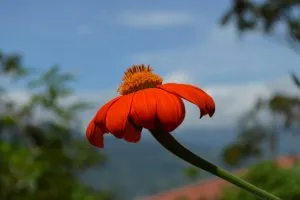 CRC-SS-flower
