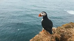 ICL-HS-puffin-in-iceland