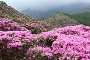 JPN-HS-flowers