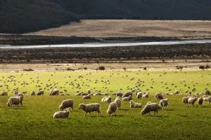NZL-HS-sheep-in-new-zealand