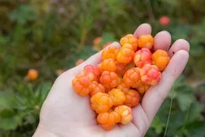 FIN-HS-cloudberries