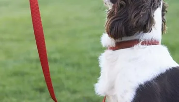 Obedient Spaniel Dog On Leash Outdoors