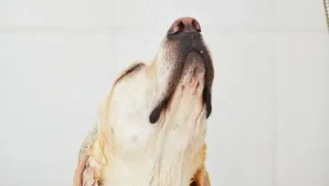 Dog in bathroom