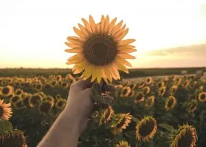 SRB-HS-sunflower-in-serbia
