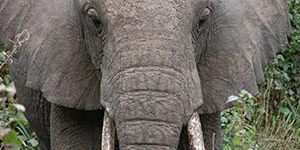 environment-elephants-300×150