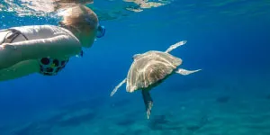 environment-turtles-300×150