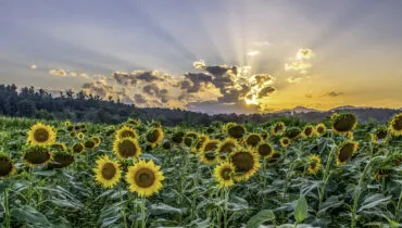 Sunset rays over a field of sunflowers