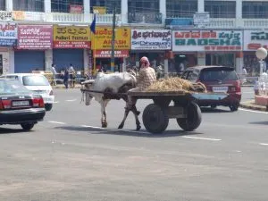 Ochsenkarren unterwegs zwischen Autos auf einer Straße in Indien