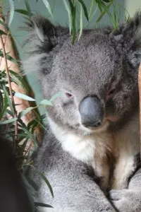 AFS in Australien Tasmanien – Koala