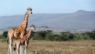 Kenia-Erfahrungsbericht-Giraffe-pixabay