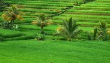 Erfahrungsbericht-Indonesien-unsplash
