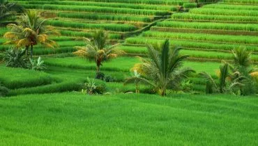 Erfahrungsbericht-Indonesien-unsplash