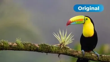 AFS-Schüleraustausch in Costa Rica, Lateinamerika.