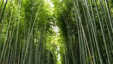 Japan-Bambushain-david-emrich-unsplash