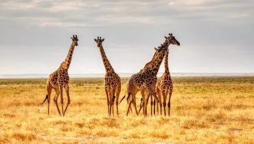 Giraffen: Freiwilligendienst Programme in Kenia