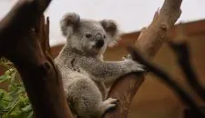 Erfahrungsbericht Australien Fenja