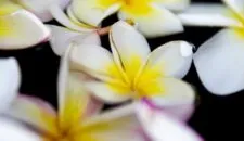 Lotus Blumen in Thailand, eine beliebte AFS Destination im Freiwilligendienst