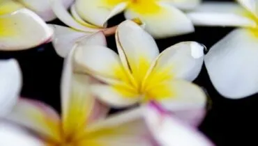 Erfahrungsbericht-Freiwilligendienst-Thailand-Alexandra-2019-Blumen