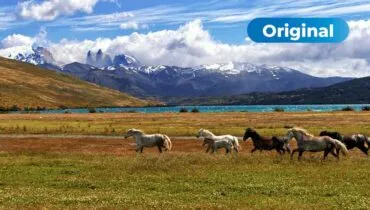 Wildpferde in Chile, entdecke das Land im mit AFS