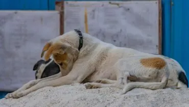 Arbeite in einem Tierheim in Indien in deinem Freiwilligendienst mit AFS