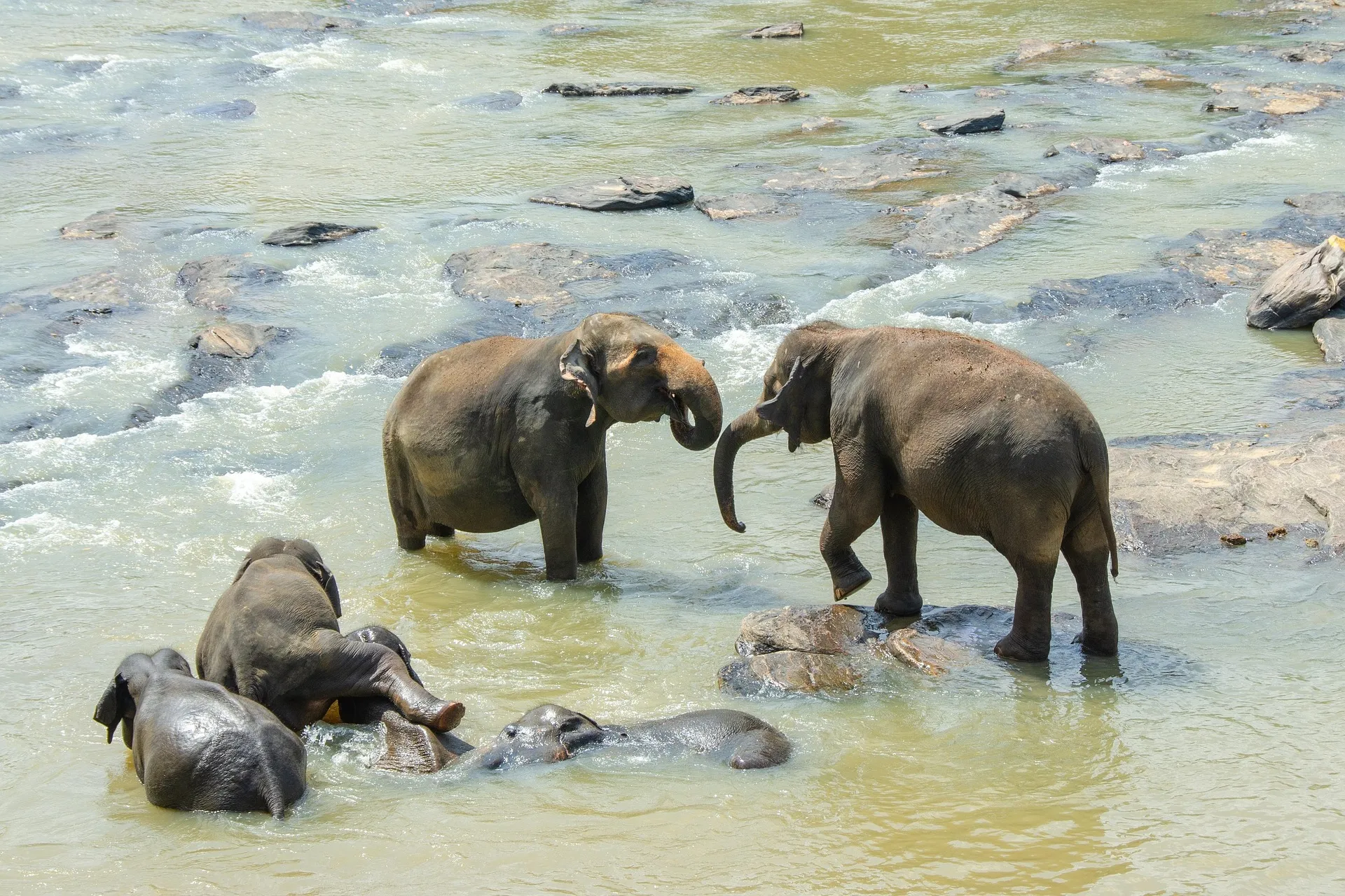 Sri Lanka gehört zu den Ländern in den Elefanten eine große Rolle spielen