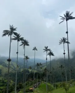 Palmen in Kolumbien.