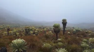 Unterschiedliche Landschaften in Kolumbien.