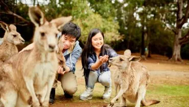 dxpQpj6W4E-us0yhtHbl1Q-Feeding-wallabies—credit-Tourism-Tasmania