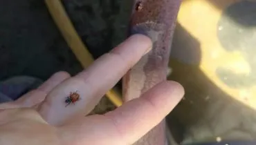 Ladybird