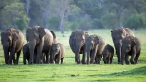 Sri Lanka natura