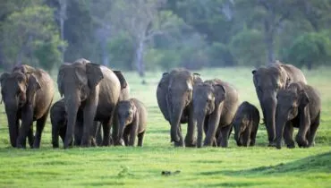 Sri Lanka natura