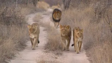 Vrijwilligerswerk wildlife expeditie Zuid-Afrika