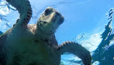 DCIM100GOPROGOPR0324.