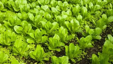 Plant-Salade-AFS
