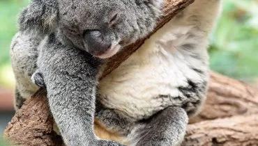 dierenproject Australië