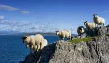 20.-General-sheeps