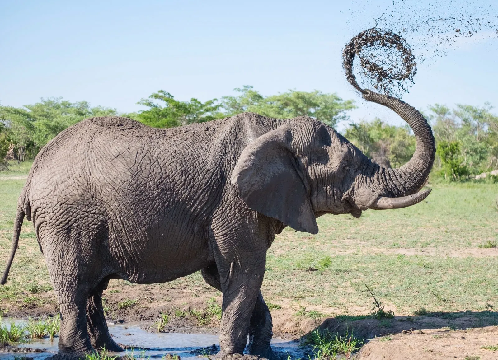 KEN-Elephant