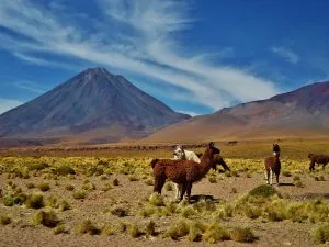 Llamas_volcan_Licancabur_Atacama_Chile