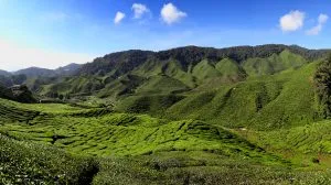 Cameron_Highlands_Tea_Plantation_2012