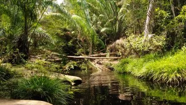 Tajor_waterfall_-_Natural_pool_-_Bako_National_Park_-_Sarawak_-_Borneo_-_Malaysia_-_panoramio