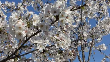 AFS USA_Japan4517887639_o