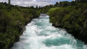 nature-forest-waves-trees