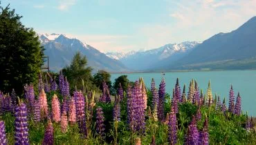 Lake_Ohau_Lodge_lupin_field_NZ