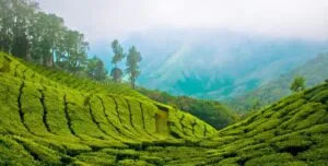 diapo-voyage-inde-sud-kerala-munnar