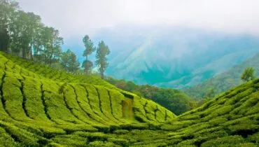 diapo-voyage-inde-sud-kerala-munnar
