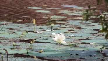 lac-sri-lanka-partir-afs