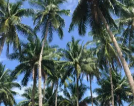 Screen-Shot-2018-10-30-at-8.53.32-AM