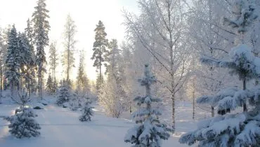 Canva – Snowy Forest at Winter_edited